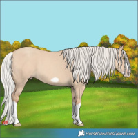 Horse Color:Silver Classic Champagne Dun Splash Frame 