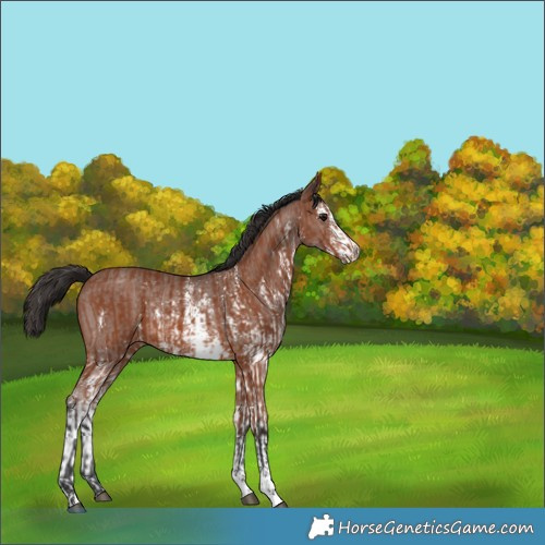 Horse Color:Bay Sabino Rabicano  and Brown Sabino Rabicano 