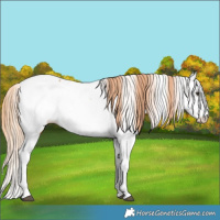 Horse Color:Chestnut Tobiano Fewspot 