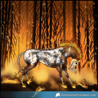 Horse Color:Powder White Chestnut Appaloosa