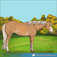 Horse Color:Palomino Sabino