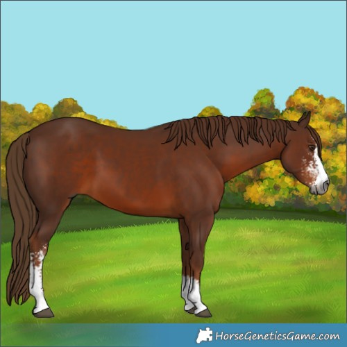 Horse Color:Gray Chestnut Sabino 