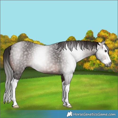 Horse Color:Gray Bay Splash