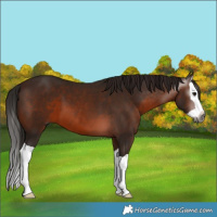 Horse Color:Gray Bay Splash