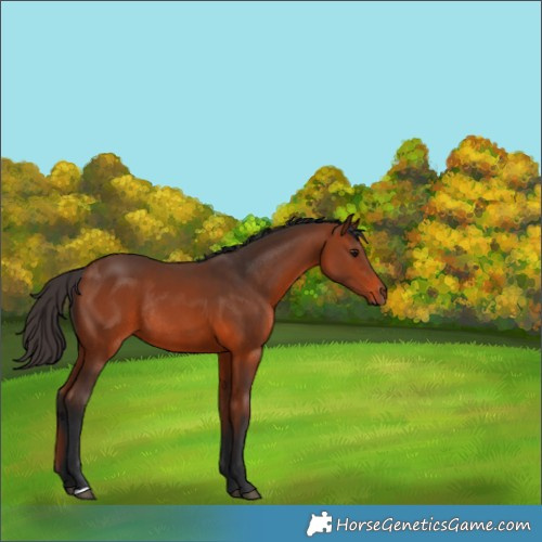 Horse Color:Bay Rabicano 