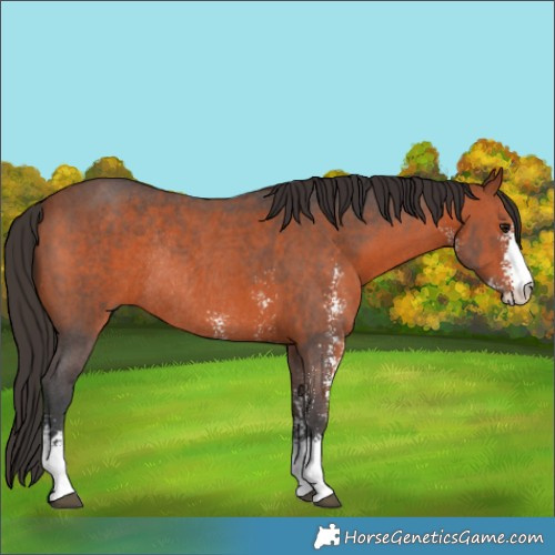 Horse Color:Bay Sabino Rabicano 