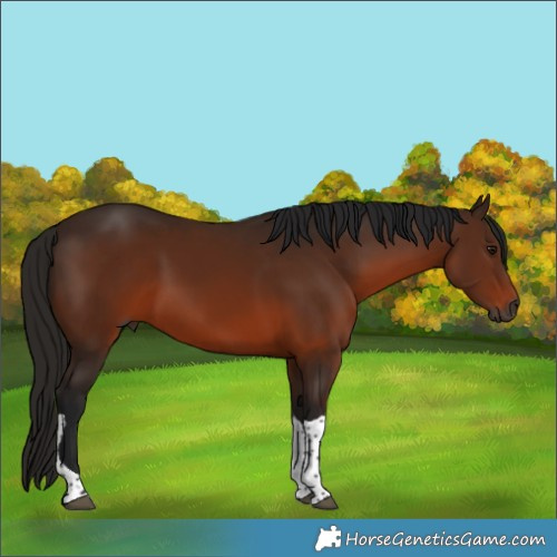 Horse Color:Gray Bay Tobiano 