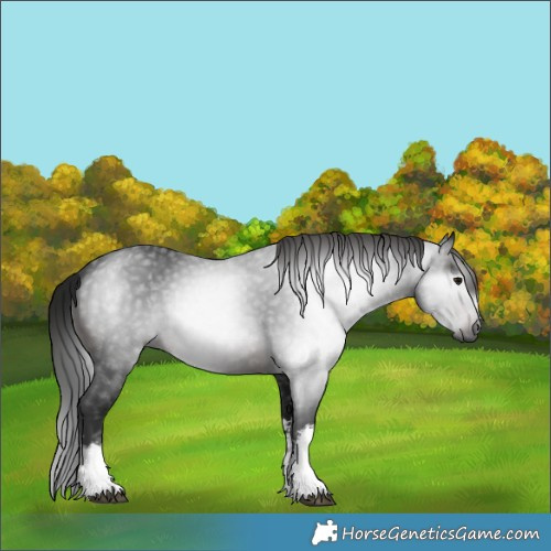 Horse Color:Gray White Spotted Brown 