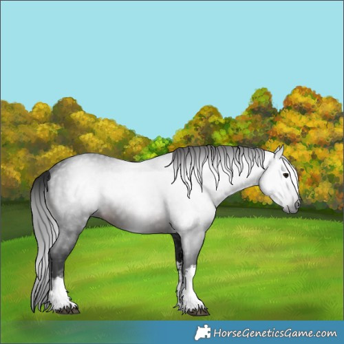 Horse Color:Gray White Spotted Brown 