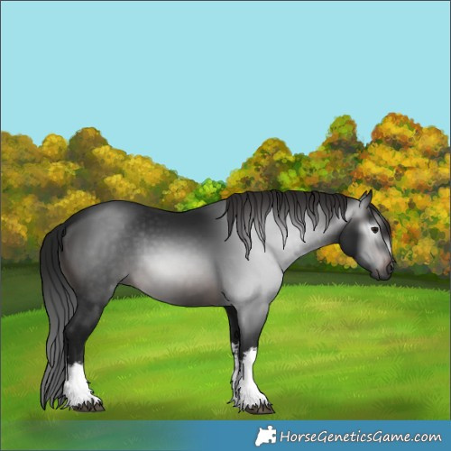 Horse Color:Gray White Spotted Brown 