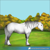 Horse Color:Gray White Spotted Brown