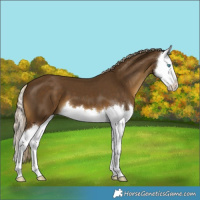 Horse Color:Chocolate Palomino Splash 