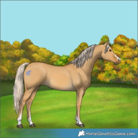 Horse Color:Palomino Dun 