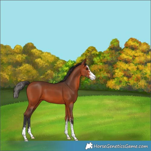 Horse Color:Bay Sabino 