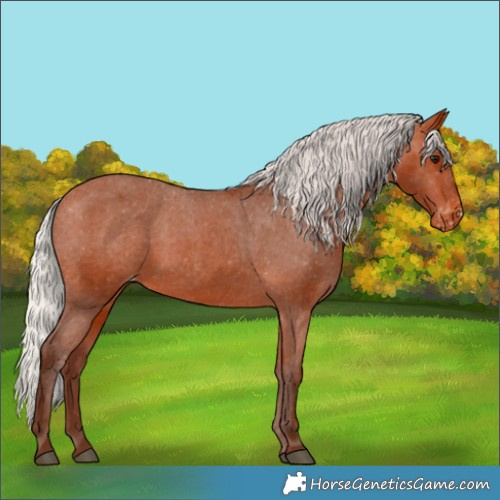 Horse Color:Silver Bay Appaloosa 
