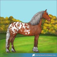 Horse Color:Silver Bay Tobiano Appaloosa 