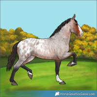 Horse Color:Bay Roan Splash Appaloosa 
