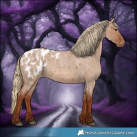 Horse Color:Red Dun Roan Appaloosa