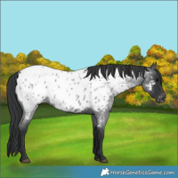 Horse Color:Blue Roan Appaloosa