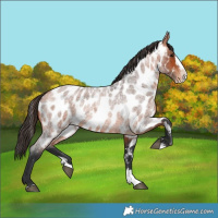 Horse Color:Bay Roan Splash Near Leopard 