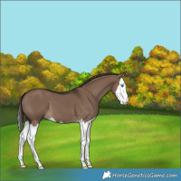 Horse Color:Liver Red Dun Splash 