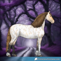 Horse Color:Buckskin Roan Dun Tobiano Appaloosa