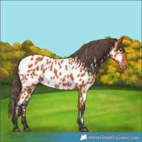 Horse Color:Bay Near Leopard Rabicano 