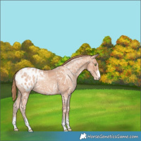 Horse Color:Gold Champagne Ice Blanket 