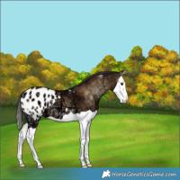 Horse Color:Liver Red Onyx Ice Splash Blanket