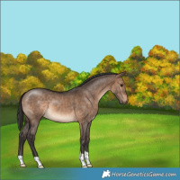 Horse Color:Brown Dun 