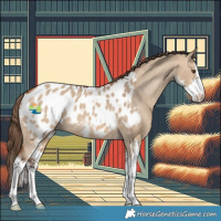 Horse Color:Bay Dun Sabino Appaloosa 