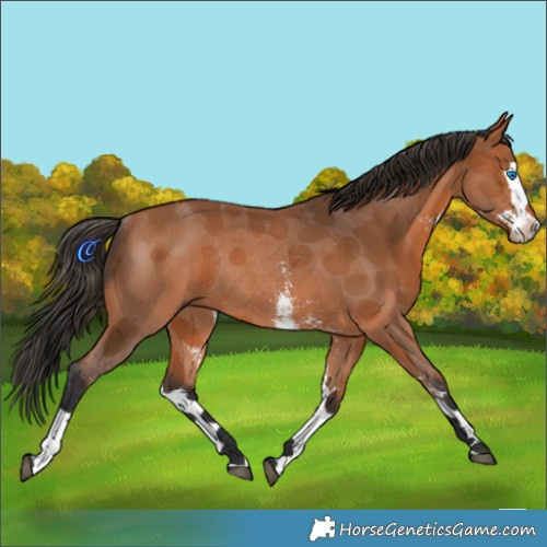 Horse Color:Bay Sabino Splash Rabicano