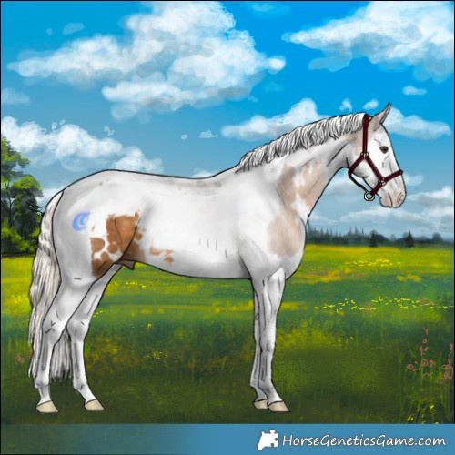Horse Color:White Spotted Chocolate Palomino Splash Tobiano 