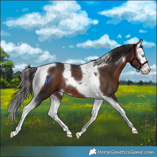 Horse Color:Liver Chestnut Splash Tobiano Rabicano 