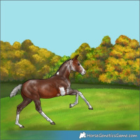 Horse Color:White Spotted Silver Brown Tobiano Rabicano 