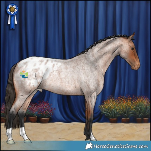 Horse Color:Bay Roan Appaloosa Rabicano 