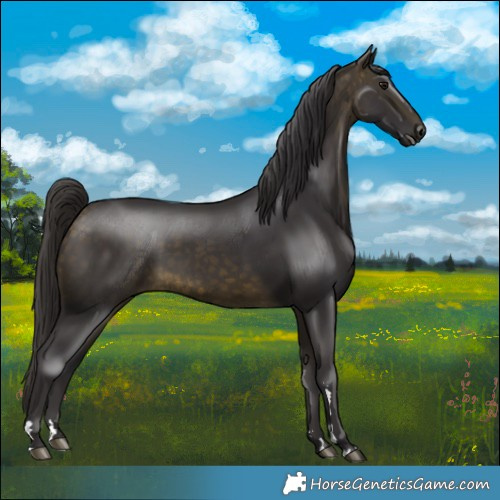 Horse Color:Buckskin 