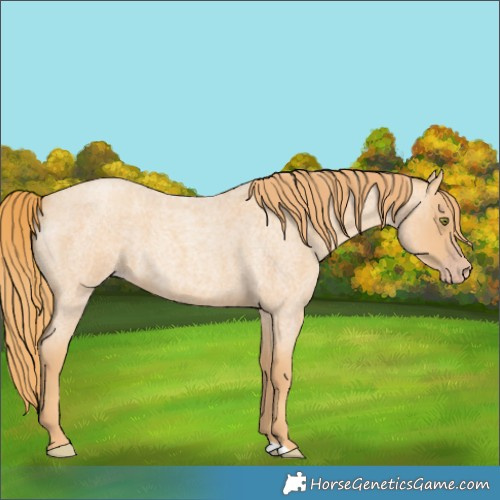 Horse Color:Gold Champagne Roan 