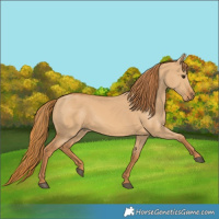 Horse Color:Red Dun 