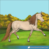 Horse Color:Red Dun