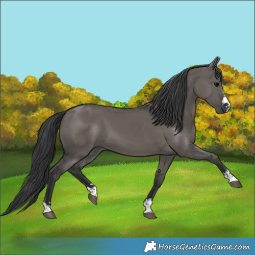 Horse Color:Grullo
