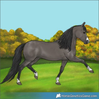 Horse Color:Grullo 