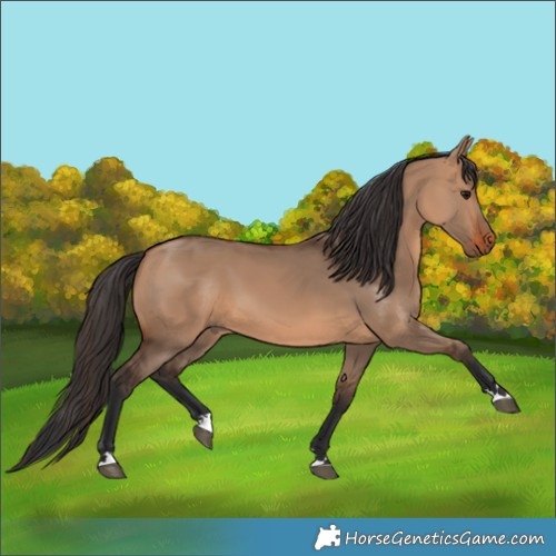 Horse Color:Bay Dun
