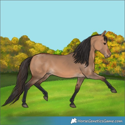 Horse Color:Bay Dun 