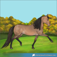 Horse Color:Bay Dun