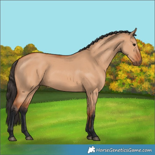 Horse Color:Bay Dun