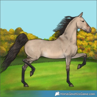 Horse Color:Bay Dun