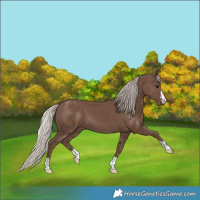 Horse Color:Silver Black 