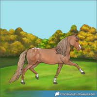 Horse Color:Chestnut Appaloosa 