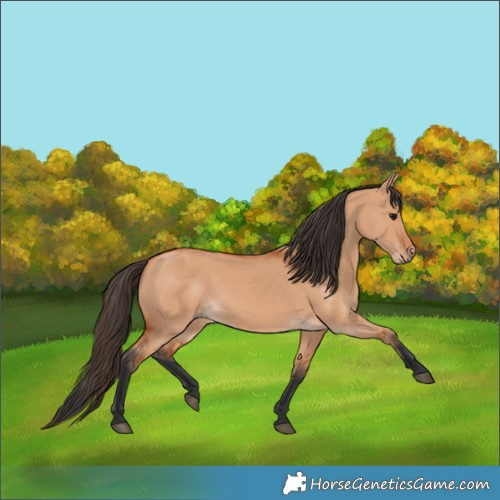Horse Color:Bay Dun 